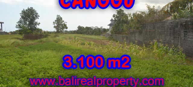 Tanah dijual di Canggu 31 Are View sawah di Canggu Batu Bolong Bali